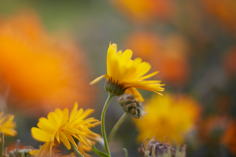 Natur slider5