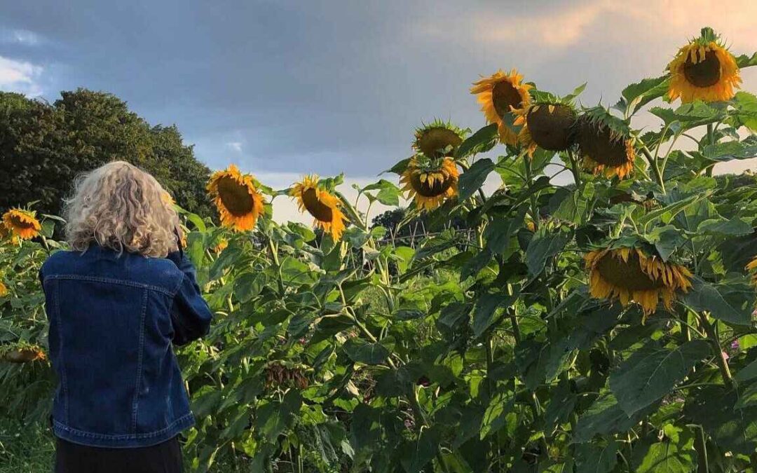 Sommerkurser på Krogerup: Fordybelse, viden og nye perspektiver